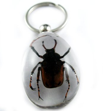 Real Insect Bug Amber lucite Key Chain Brown Beetle