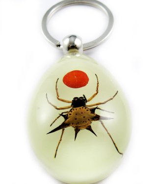 Real Insect Bug Amber Key Chain Keyring Spider&Red Bean