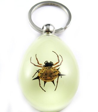 Real Insect Bug Amber Key Chain Keyring Spider New