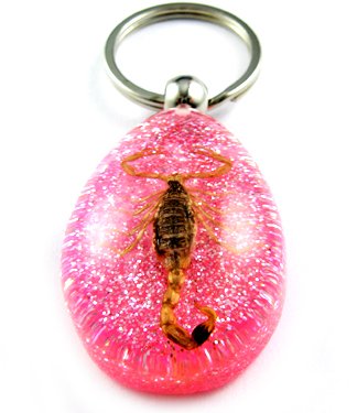 Pink Real Insect Bug Amber Lucite Key Chain Scorpio