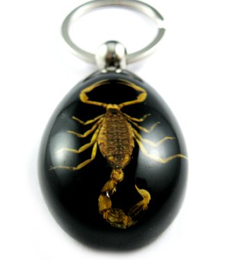 Black Real Insect Bug Amber Lucite Key Chain Scorpio