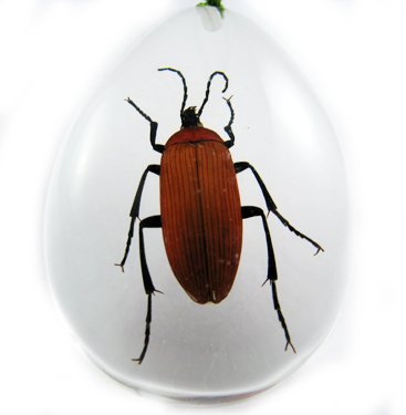 Real Insect Bug Amber Necklace Pendant Big Brown Beetle