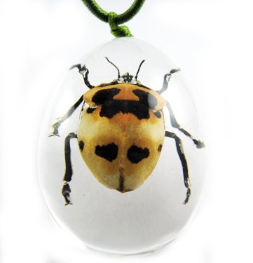 Insect Bug Amber lucite Necklace Pendant Ladybug New