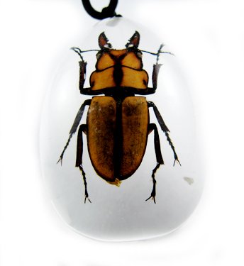 Insect Bug Amber lucite Necklace Pendant Hexapod New