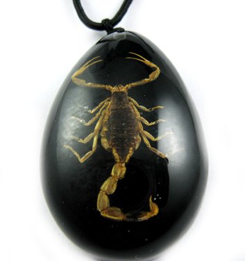 Black Real Insect Bug Amber Necklace Pendant Scorpio