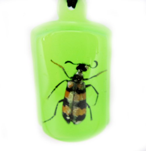 Green Amber Real Insect Bug Charm Key Chain Keyring NO.1