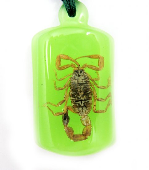 Green Amber Real Insect Bug Charm Key Chain Keyring NO.2