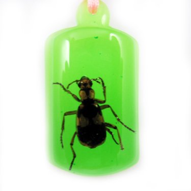Green Amber Real Insect Bug Charm Key Chain Keyring NO.4