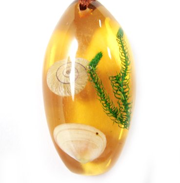 Amber Real Seashell Necklace Pendant Bead Multi-color NO.9