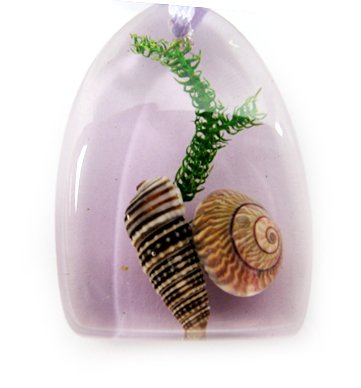 Amber Charm Real Seashell Necklace Pendant Multi-color NO.3