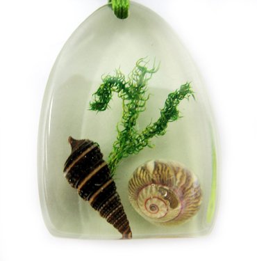 Amber Charm Real Seashell Necklace Pendant Multi-color NO.6