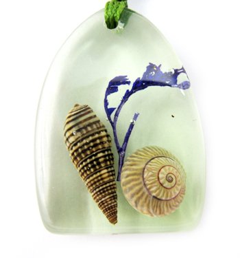 Amber Charm Real Seashell Necklace Pendant Multi-color NO.7