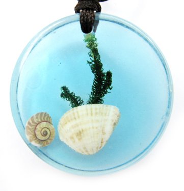 Round Amber Real Seashell Necklace Pendant Multi-color NO.4