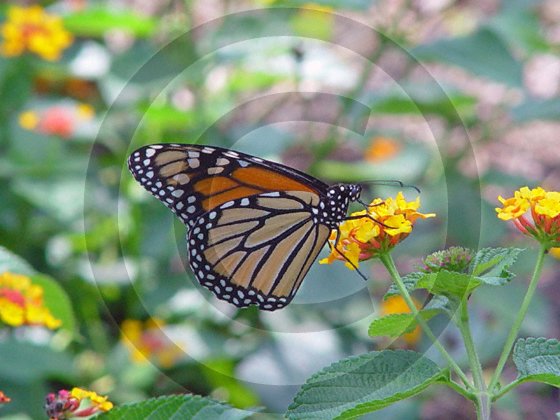 Monarch Butterfly - 12002 - 8x10 Photo