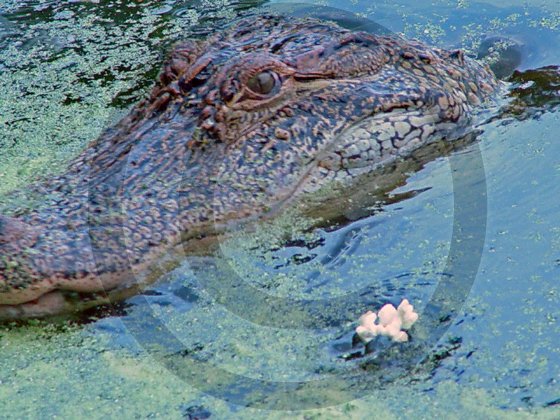 Crocodile - 12016 - 11x17 Photo