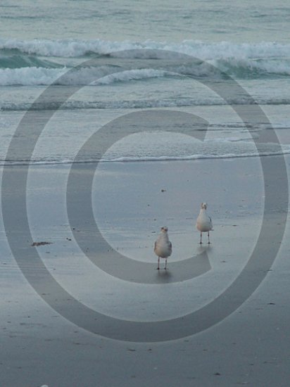 Beach Regulars - 12018 - 8x10 Photo
