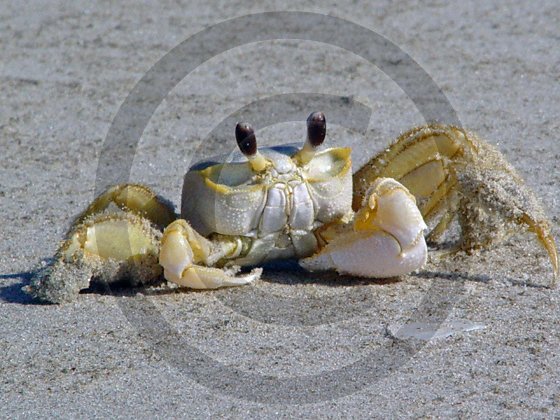 Ghost Crab- Ocypoda - 12020 - 11x17 Photo
