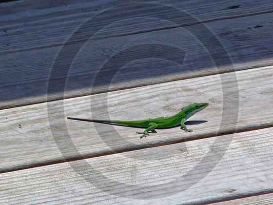 Anole – Anolis - 12021 - 11x17 Framed Photo