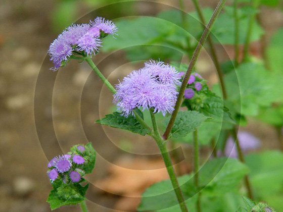 Ageratum Effect ( Ageratum houstonianum ) - 9002 - 8x10 Photo