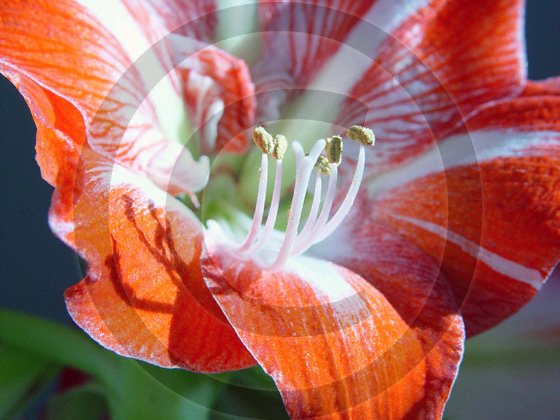 Amaryllis ( Hippeastrum ) - 9007 - 8x10 Framed Photo