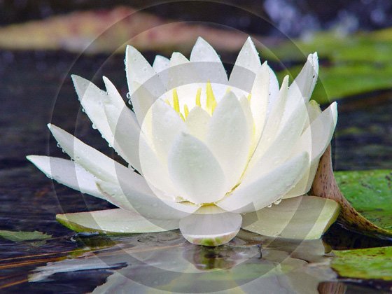 And The Lord Speaks - Water Lily - 9008 - 8x10 Framed Photo