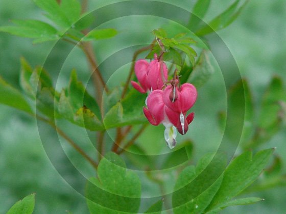 Bleeding Heart ( Dicentra spectabilis ) - 9015 - 11x17 Photo