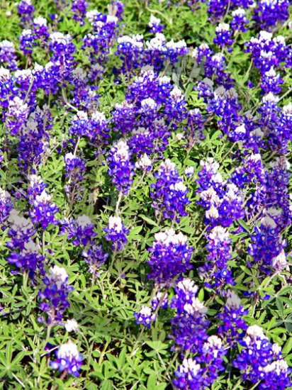Texas Blue Bonnet ( Lupinus texensis ) - 9017 - 11x17 Framed Photo