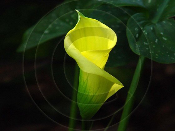 Calla Lily (Zantedeschia aethiopica) - 9025 - 11x17 Photo