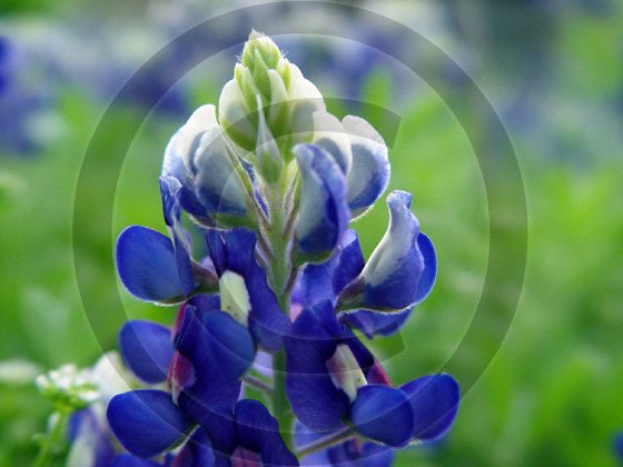 Texas Blue Bonnet ( Lupinus texensis ) - 9031 - 11x17 Framed Photo
