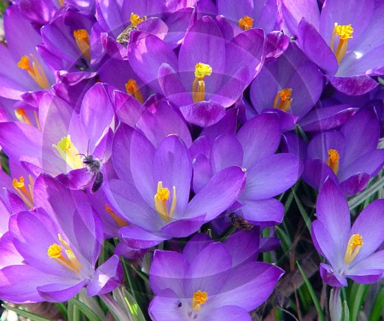 Crocus ( Iridaceae ) - 9032 - 11x17 Photo