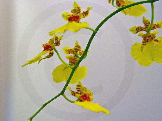 CDancing Ladies ( Oncidium reflexum ) - 9035 - 8x10 Photo