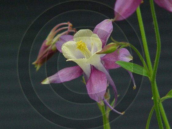 Perfect Symmetry - Columbine ( Aquilegia) - 9036 - 11x17 Framed Photo