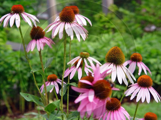 Purple Coneflower ( Echinacea purpurea ) - 9039 - 8x10 Photo