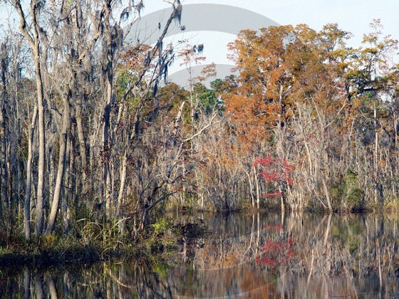 Fall in South Eastern North Carolina - 11001 - 11x17 Framed Photo