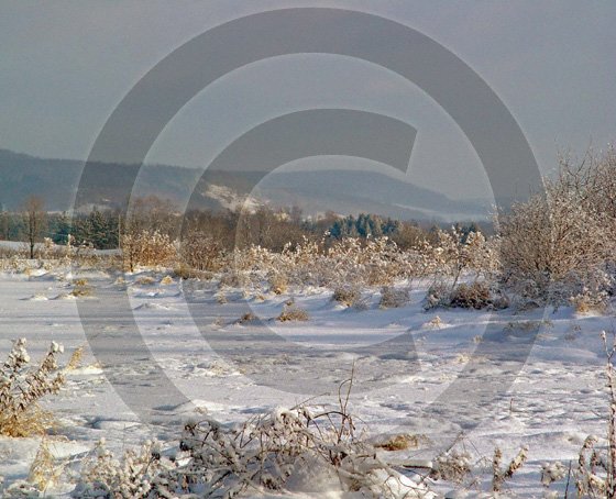 Blue Snow Morning - 11003 - 8x10 Photo