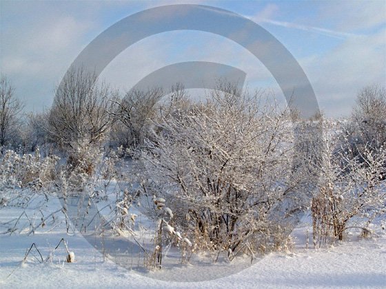 Cold Blue Snow Morning - 11005 - 8x10 Framed Photo