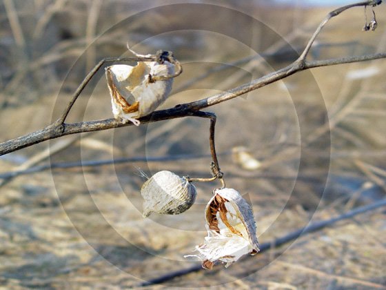 Dance of the Milkweeds - 11007 - 11x17 Photo