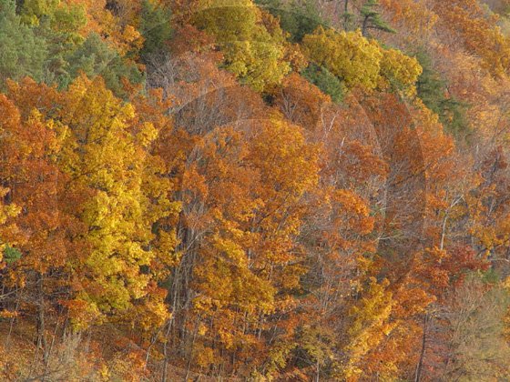 Fall Leaves - Ostego Lake - 11012 - 8x10 Photo