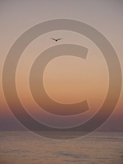 Let Your Spirits Soar - Johnnie Mercer's Pier - 1003 - 8x10 Photo