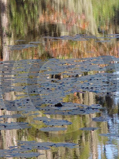 Jewels of the Water - 7137 - 8x10 Framed Photo