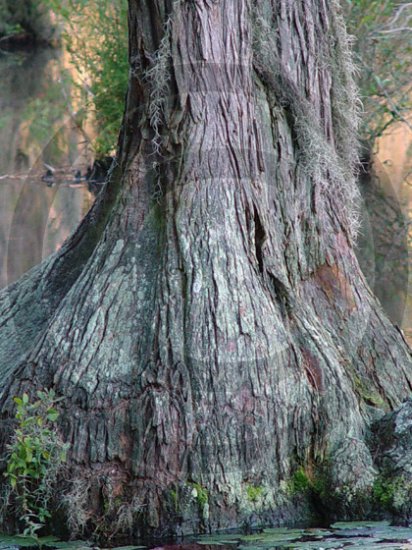 Keeper of Life - 7142 - 8x10 Photo
