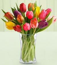 Stem Mixed Tulip Bouquet