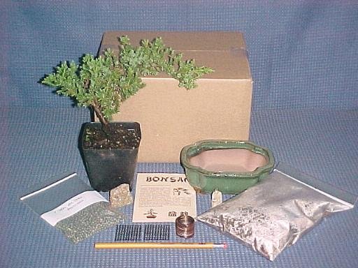 Juniper Procumbens Nana Bonsai Tree Kit