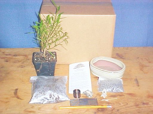 Ficus Nerifolia Bonsai Tree Kit