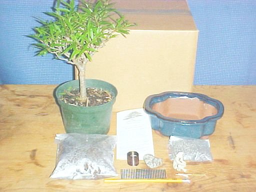Large Ficus Nerifolia Bonsai Tree Kit