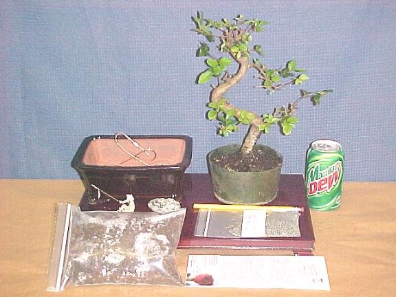 Large Elm Bonsai Tree Kit