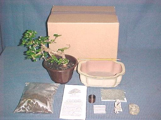 Large Fukien Tea Bonsai Tree Kit