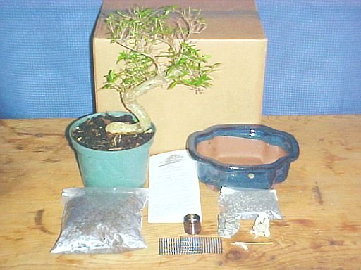Large Serissa Bonsai Tree Kit