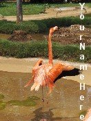 Ebay Store Logo Pink Flamingo Dress Up your Ebay Store Add your Store Name!!