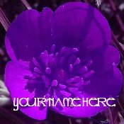 Ebay Store Logo Purple Flower Dress Up your Ebay Store Add your Store Name!!